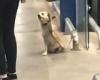 Dog waves at shoppers visiting a supermarket in Brazil