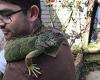 Liz-ard to catch! Ronnie the runaway iguana is rescued from pub roof by the ...