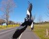 Magpie is killed after multiple swooping incident left Lane Cove, Sydney ...