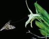 Nature: 'Darwin's Moth' is the longest-TONGUED insect in the world