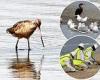 Race is on to save birds and marine life injured by the massive California oil ...