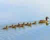 Ducklings swim in a line behind their mother to reduce drag and propel ...