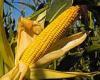 Hybrid sweet corn planted at high densities has steadily increased its yield ...