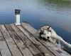 Husky tumbles into a Canadian lake while having a frantic scratch on wooden deck