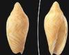 New kind of mollusk with an appetite for MEAT is found preserved in an ...