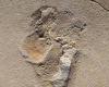 Experts identify oldest footprints of pre-humans in Crete