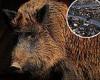 Wild boars and snakes haven't suffered from radiation at Fukushima nuclear ...