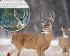 Minnesota stops the importation and movement of white-tailed deer as fatal ...
