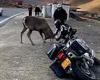 Stag fight! Biker grapples with wild deer after it attacks his motorcycle with ...