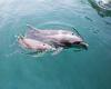 Dolphins living off the coast of Wales 'whistle at the highest frequencies in ...