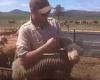 Farmer vows five-legged sheep whose extra limb looks like a MULLET will be ...