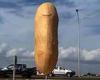 'Potato penis' statue erected to honour local area's elongated spuds sparks ...
