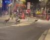 Only in Australia: Kangaroos take over Canberra during lockdown