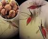 Scientists trick malaria-carrying mosquitoes into drinking toxic beet juice ...