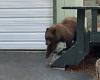 Bark off! Moment dogs scare away hungry bear as it climbs steps to raid house ...