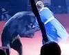 Terrifying moment 'jealous' brown bear mauls pregnant circus trainer in front ...