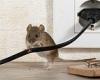 Up to 2,000 residents are left without internet after RATS chewed through ...