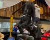 Bogota diners scatter when a horse rears and falls onto tables during a ...