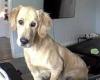 Hilarious moment dog takes no notice when his owner tells him off through home ...
