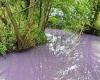 River Mimram turns PURPLE with pollution, hours after environment ministers ...