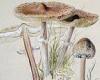 How Beatrix Potter was fascinated by FUNGI but gave up the interest to write ...