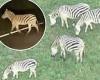 Owner of dozens of zebras on Maryland farm is charged with animal cruelty after ...
