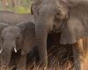 Elephants are ditching their tusks to dodge poachers — but there's a downside