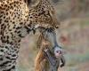 Baby monkey clings to its dead mother as leopard clamps her lifeless body in ...