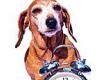 How dogs tell the time and other amazing facts in a mind-blowing new book from ...