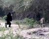 Bear charges to attack leopard but the big cat stands its ground in Sri ...