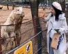 Livid llama spits at visitor over carrot in Dalian Forest Zoo, China [Video]