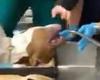 Vet saves dog from choking to death on a rubber ball in Huntington, New York ...