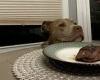 Dog passes the steak challenge and resists temptation to steal the meat [Video]