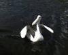 The uplifting moment an impressive rescued pelican executes flawless pirouettes ...