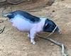 I can do HAMstands! Piglet born with two legs learns to walk on its front limbs