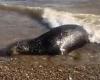 Police are called to protect a dying seal on beach as crowds hurl STONES