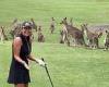 Only in Australia: Kangaroos stun golfers on the Gold Coast as they park ...