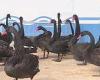 North Korea pushes 'delicious' BLACK SWAN meat and claims it is 'exceptional ...