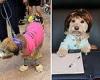 Thom Tillis dresses his pup up as Kyrsten Sinema during his annual Capitol Hill ...