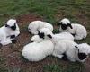 'Cutest sheep in the world' are born in Australia after a THREE-year process