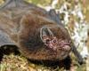 New Zealand's Bird of the Year contest is won by a BAT as victory is branded a ...