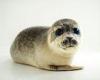 Seals can change the tone of their voice just like humans, study finds