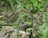 Emissions: Caterpillar droppings act as fertiliser for microbes that release ...