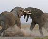 Video shows Bull elephants fighting for herd supremacy in Kenyan national ...