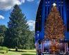 Rockefeller Christmas Tree coming from Maryland, 79-ft Spruce donated from ...