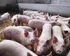 British beef and pork producers are sending animal carcasses to EU to be ...