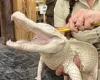 That's the spot! Albino alligator grins from ear to ear as zoo keeper gives her ...