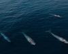 Four of the world's largest animals stun onlookers off the coast of Western ...