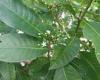 Leaves of small Samoan TREE could be as effective at treating fever and pain as ...