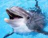 Travel giant Expedia bans sale of 'cruel' holidays with captive dolphins and ...
